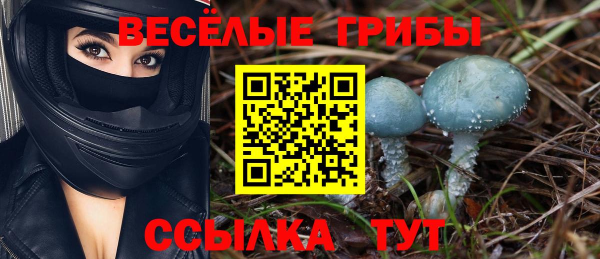Галлюциногенные грибы Psilocybine cubensis Коряжма